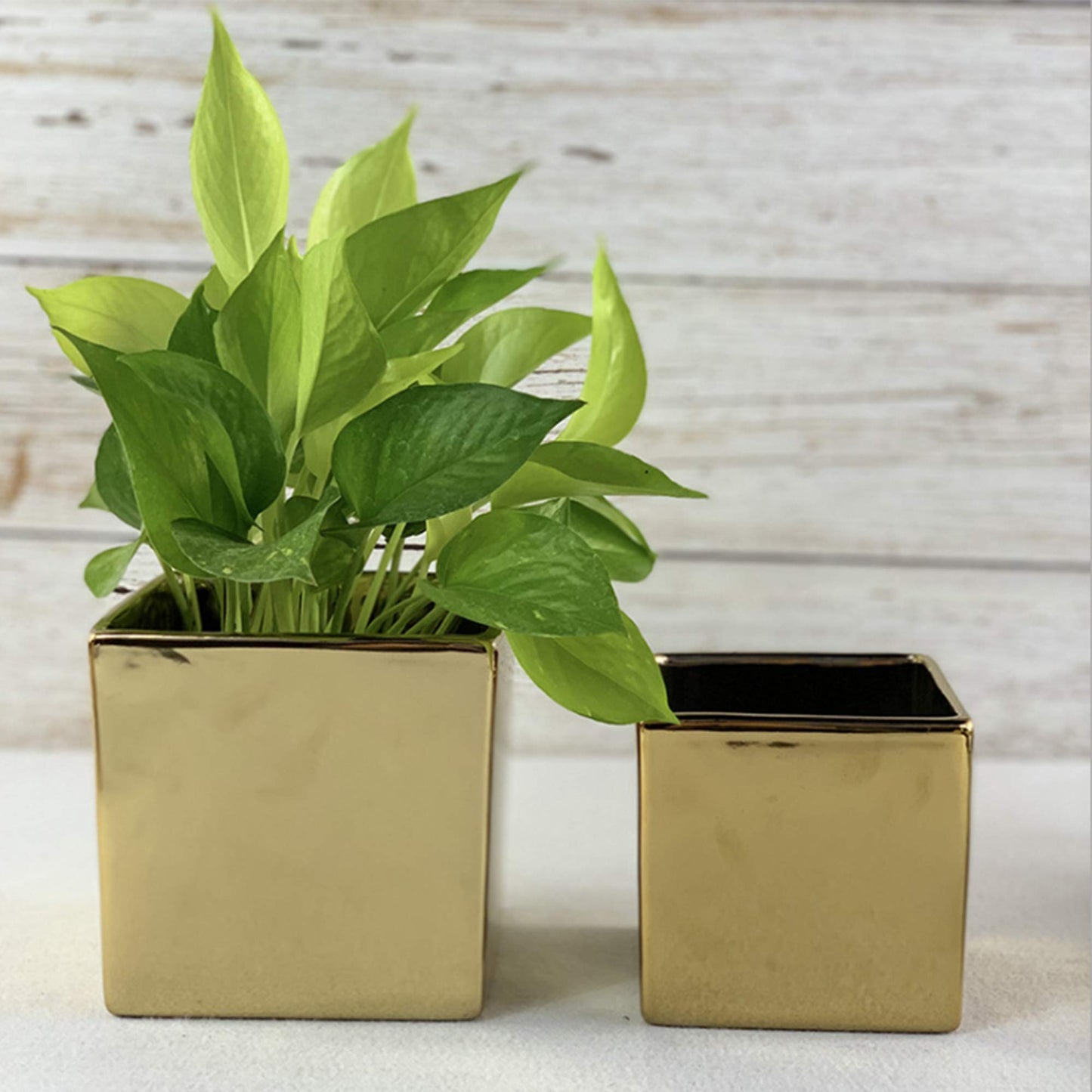WGV Ceramic Cube Vase Width 5.5" Height 5" (Fits 5" Pot) Elegant Modern Block Square Floral Planter Terrarium Container Table Dresser for Event Accent Home Office Decor Gold 1 Piece
