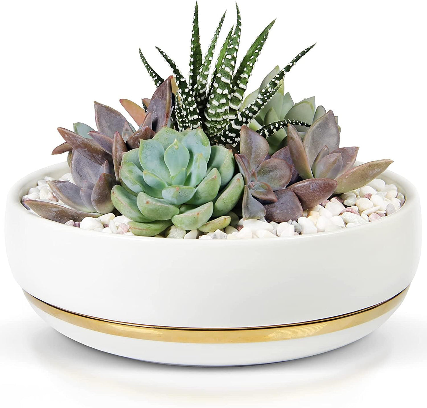 Willowy 6 Inch Succulent Pot with Drainage - Shallow Succulent Planter with Glossy White Finish and Gold Trim - No Plants Included