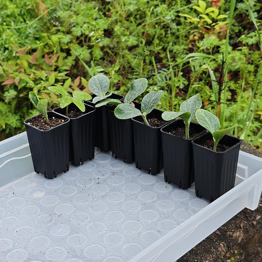 BangQiao 60 Pack 1.95 Inch Tiny Black Plastic Square Nursery and Seedling Pot, Mini Deep Transplant Seed Starter Planter with Drain Hole for Germination, Herb, Succulent