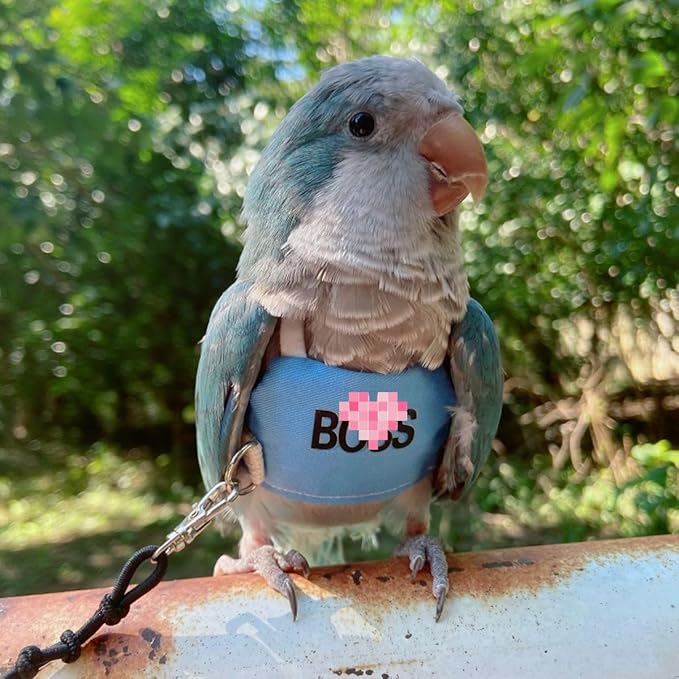 Bird Flight Harness Vest, Parrot Flight Suit with Leash, Bird Flying Clothes with Rope and Handle for Outdoor Activities (2XL)