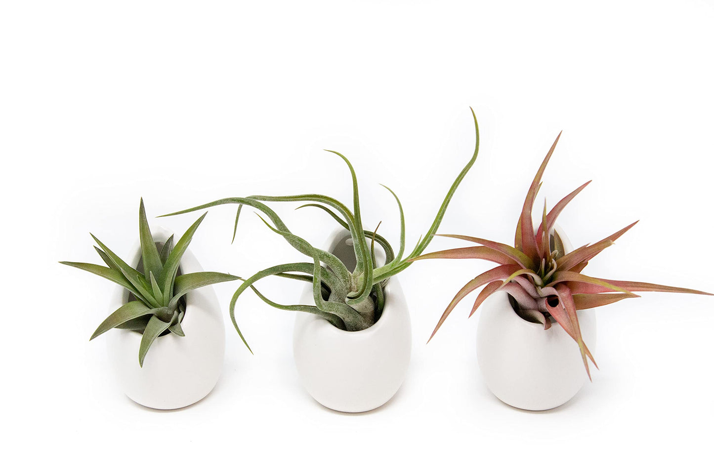 White Ceramic Wall Planter Assorted Air Plants - Live Tillandsia in Holder Succulents Vase - Home & Garden Decor - Easy Care (3 Small Planters with 3 Air Plants)