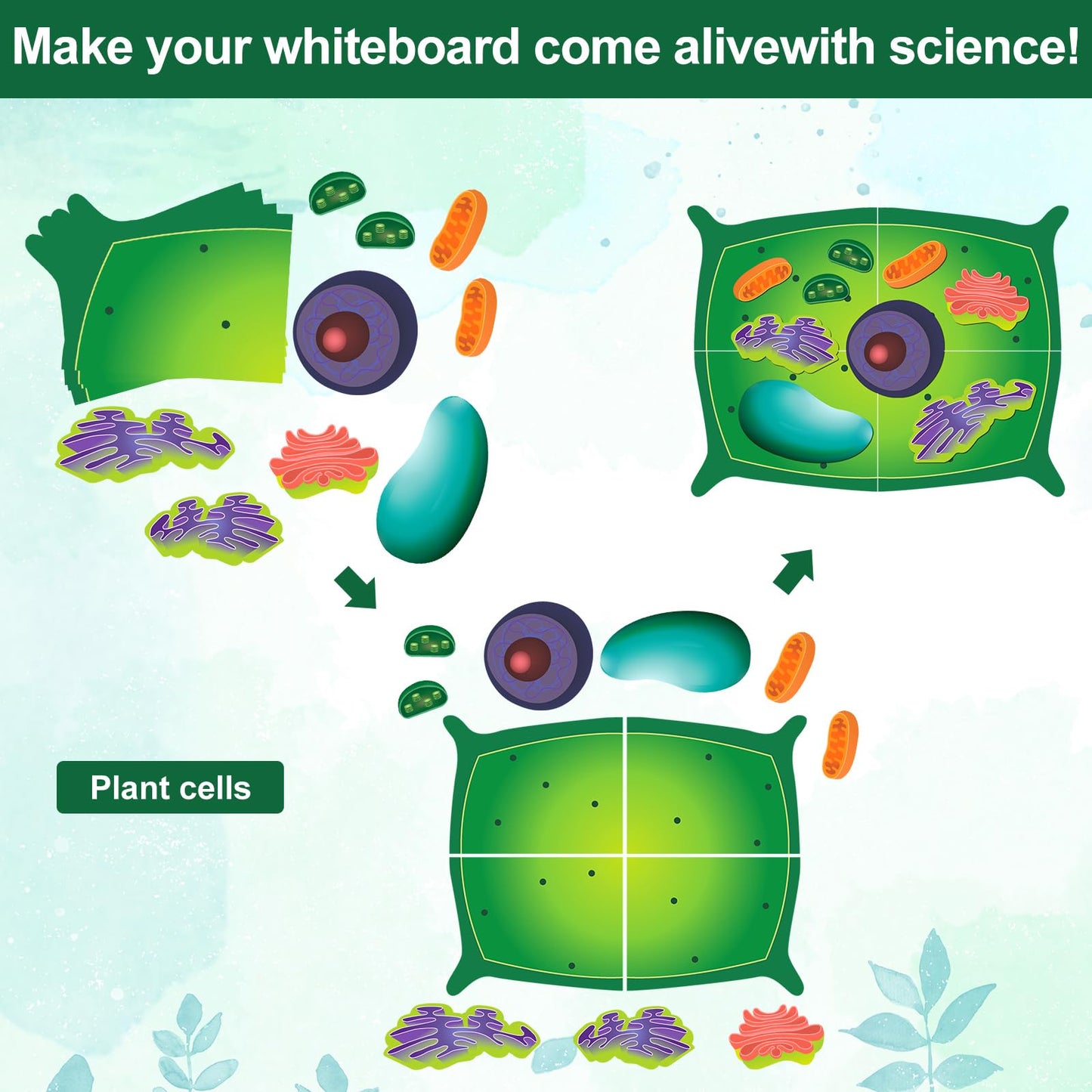 Leitee 18 Pcs Magnetic Plant Cell Model Kits Giant Teaching Resources Early Biology Cell Anatomy Model Life Science Teaching Aid for Whiteboard Learning Tools Educational Classroom Activities