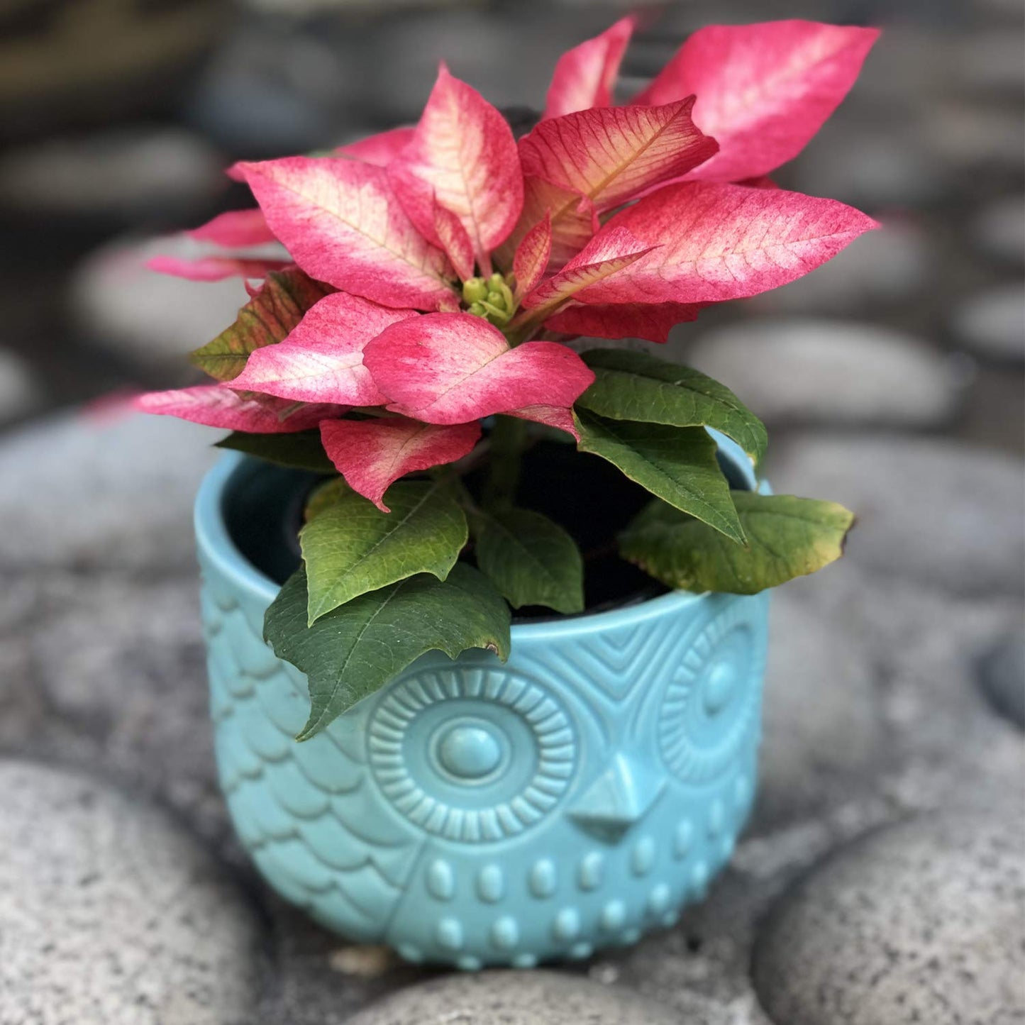 Nattol Owl Succulent Planter, Turquoise Animal Ceramic Planter Pots with Drainage, Set of 2