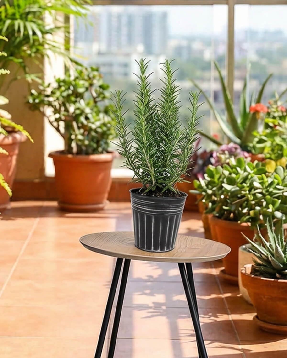 vensovo 5 Inch Galvanized Bucket Planter - 6 Pack Metal Flower Pots with Drainage Holes & Plugs, Rustic Black Tin Pots for Indoor Herbs, Outdoor Succulents, Farmhouse Home Garden Decor