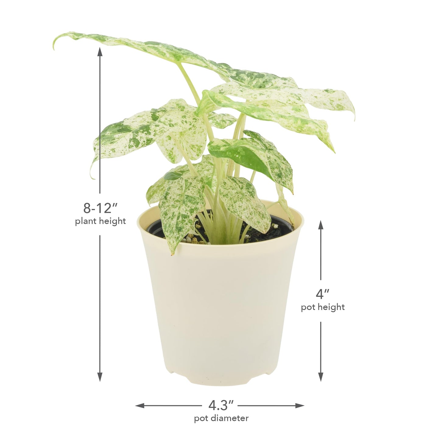 Arcadia Garden Products Live Odora Batik Alocasia Variegated Rare Indoor Houseplant in Plastic Pot, Tropical Plant Collector Gift for Home and Garden Decor, 4-inch, Beige