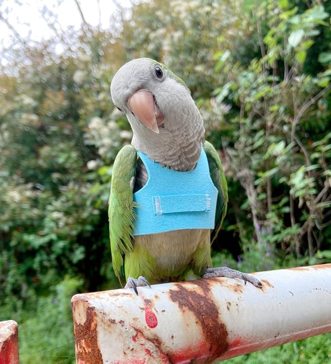 Bird Flight Harness Vest Parrot Flight Suit with Leash for Parakeets Cockatiels Conures Budgies, Bird Flying Clothes with Rope and Handle for Outdoor Activities Training (2M,Blue)