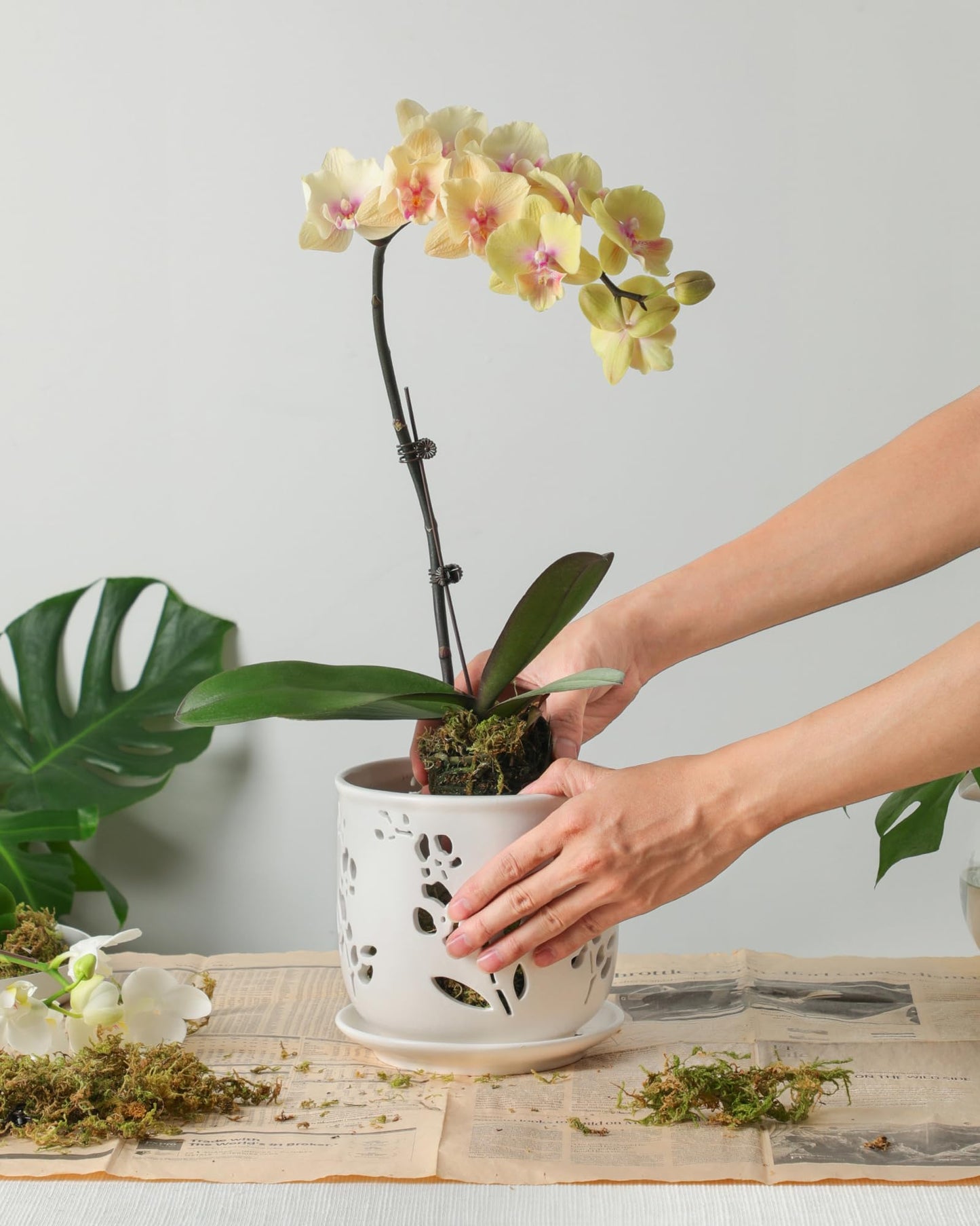 Fayoula Orchid Pots 6.5 Inch Large with Drainage Holes Ensuring Healthy Growth & Easy Repotting, Premium Ceramic for Indoor and Outdoor, Perfect Home Thriving Orchids。