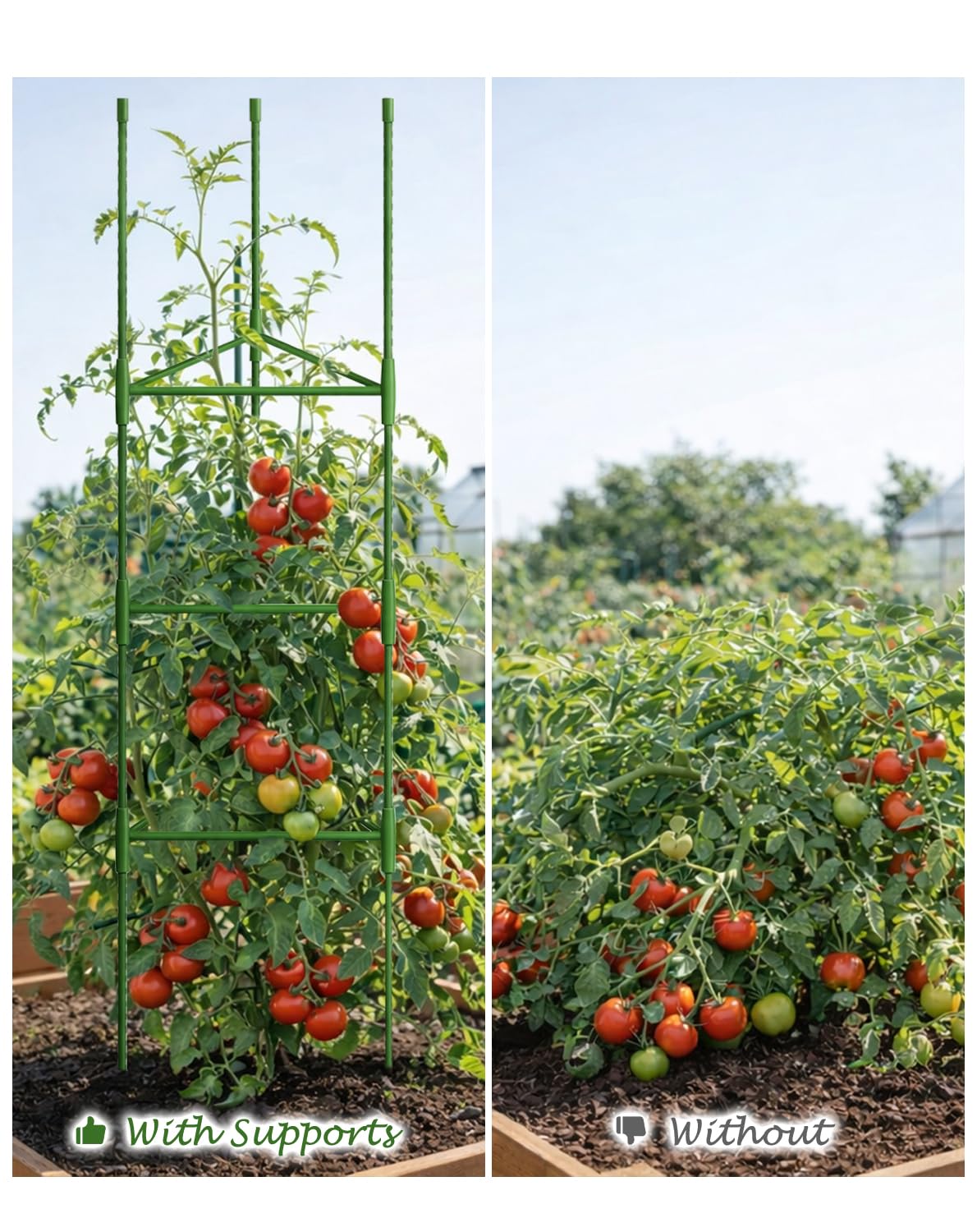 Growsun 51 inch Tomato Cage Heavy-Duty Plant Support Cucumber & Vine Vegetables – Adjustable Green Metal Garden Trellis for Climbing Plants, Indoor & Outdoor Use, 6 Pack