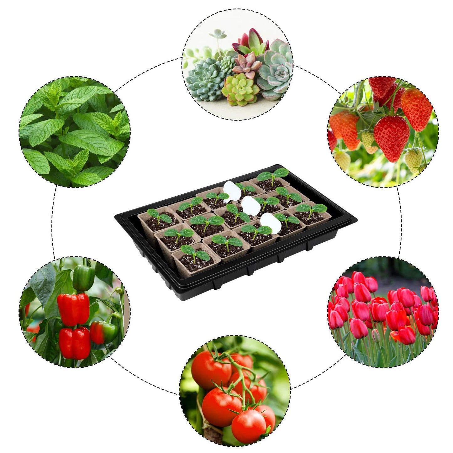 Aodaer 193 Pack Seed Starter Kit Including Seed Starter Tray Peat Pots for Seedlings with Plant Labels, Tool, Plastic Growing Trays Germination Tray Paper Seedling Cups for Indoor Outdoor Garden