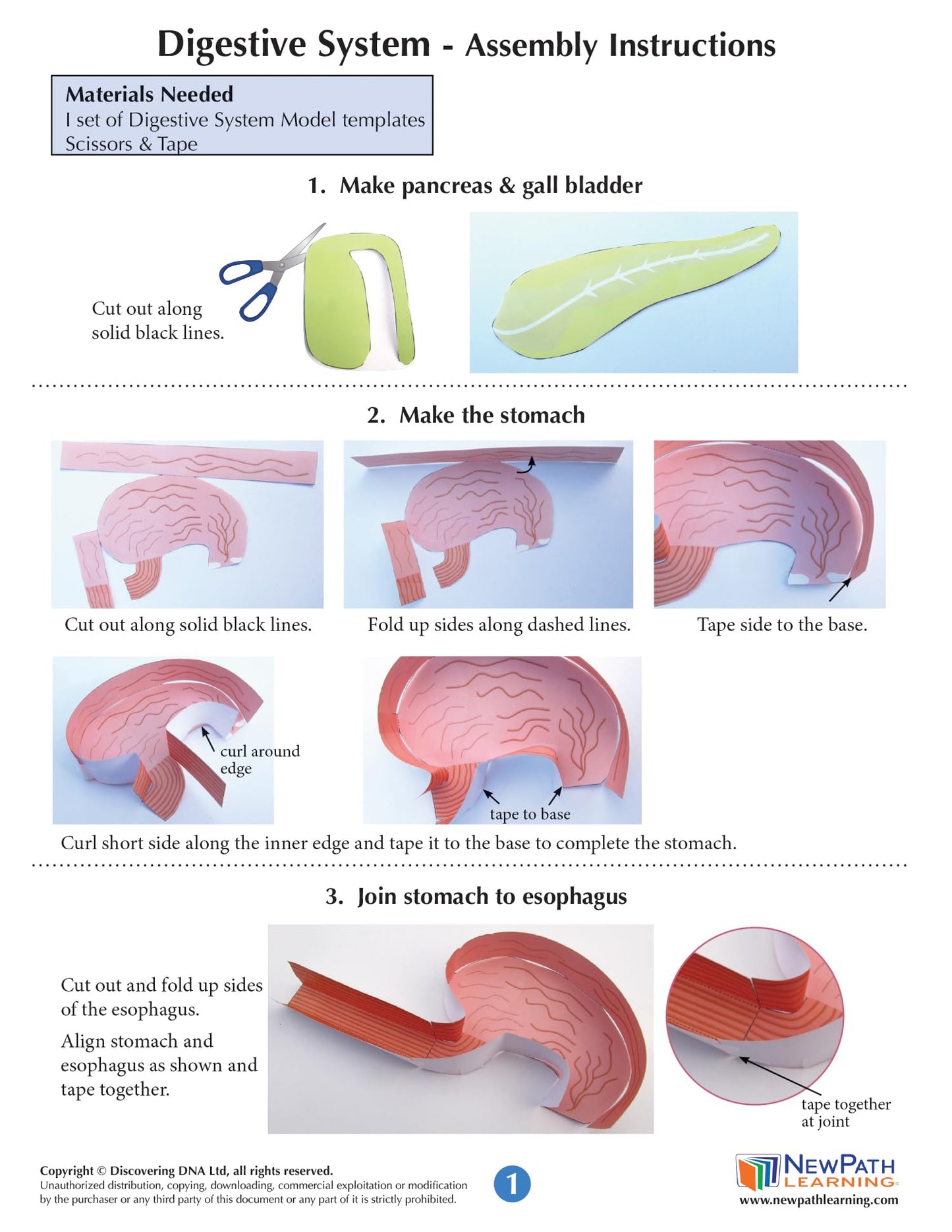 NewPath Digestive System 3-D Paper Model Making Kit - Individual Student Edition (24-7771)