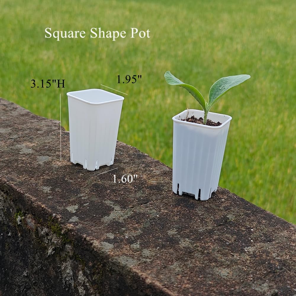BangQiao 180 Pack 1.95 Inch Tiny White Plastic Square Nursery and Seedling Pot, Mini Deep Transplant Seed Starter Planter with Drain Hole for Germination, Herb, Succulent