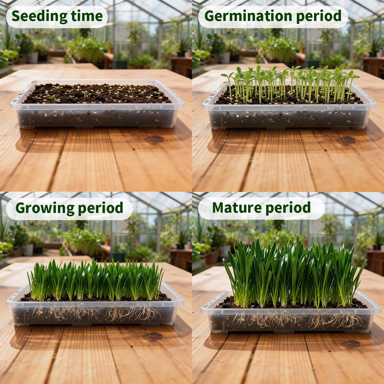 RooTrimmer 1020 Nursery Pot Trays 5 Pack, Transparent Plastic Flat Seed Starter Tray, Durable Square Seedling Starting Tray for Holding and Carrying Plant Pots (Clear)