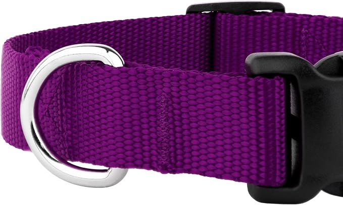 Country Brook Petz - Everyday Nylon Dog Collar and Leash - 10+ Cool Colors (3/8 Inch, 2XS, Purple)