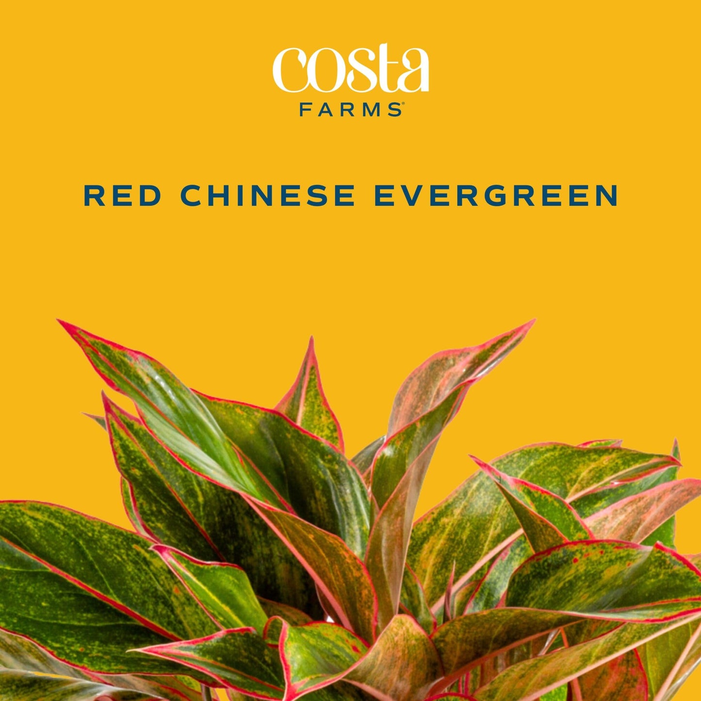 Costa Farms Red Chinese Evergreen Live Indoor Plant, Easy Care Houseplant in Modern Decor Planter, Excellent Housewarming Gift, Unique Home Decor, Room Décor, 15-Inches Tall
