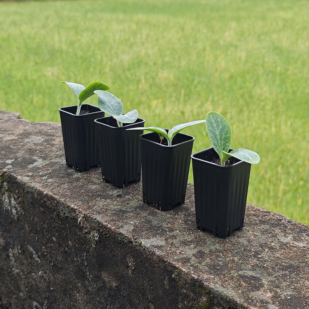BangQiao 60 Pack 1.95 Inch Tiny Black Plastic Square Nursery and Seedling Pot, Mini Deep Transplant Seed Starter Planter with Drain Hole for Germination, Herb, Succulent