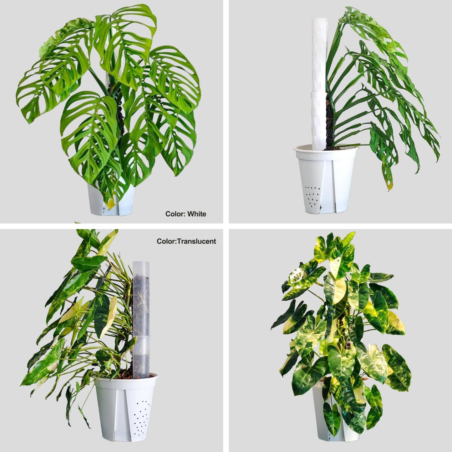 6 Pack Plastic Moss Pole for Monstera and Climbing Plants -Stackable Plant Support Stakes for Indoor Plants, Sphagnum Moss Compatible Poles for Aroid, Pothos, Philodendron