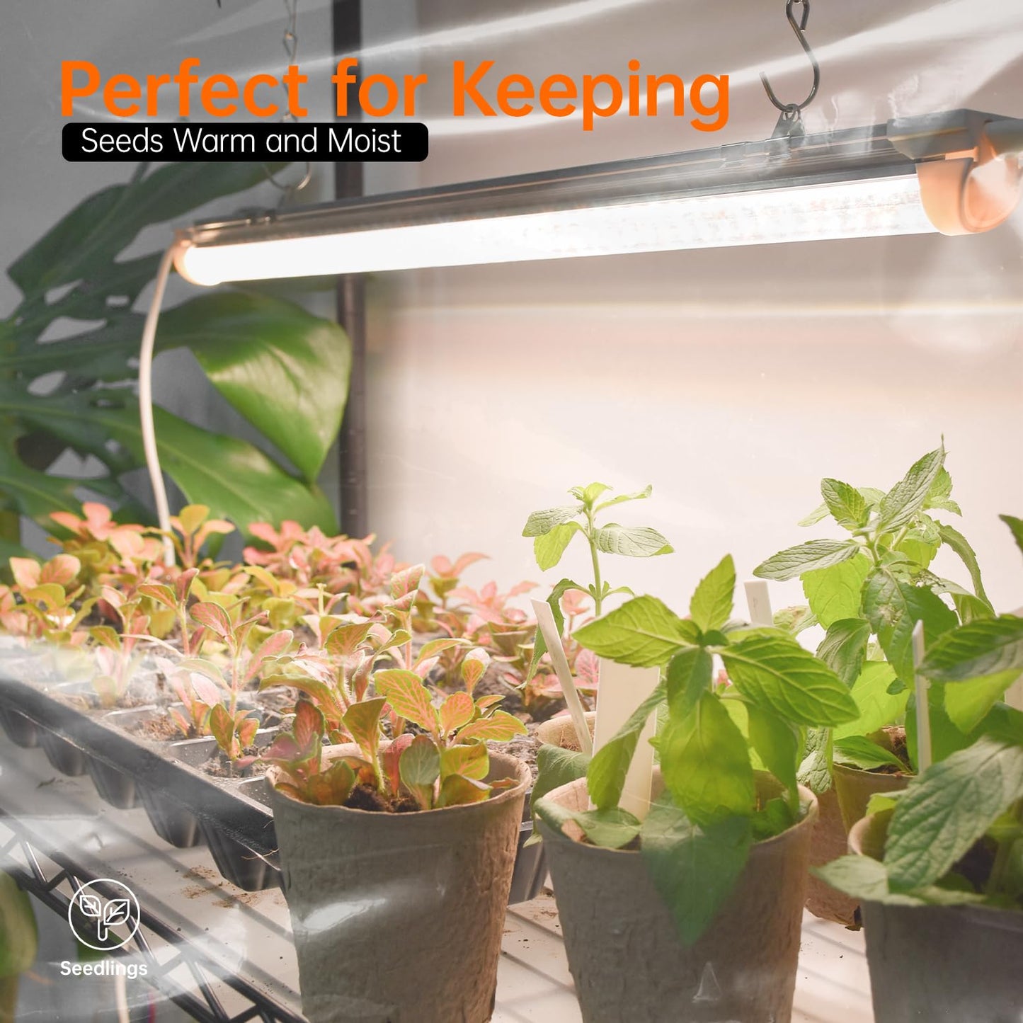 Bstrip Indoor Greenhouse with Grow Light, Mini Green House with 4 Pack 24W Full Spectrum Plant Lights with Timer, Plant Shelf with Tent for Indoor Plant, Seed Starting, Seed Tray, 35.4"x13.8"x59"