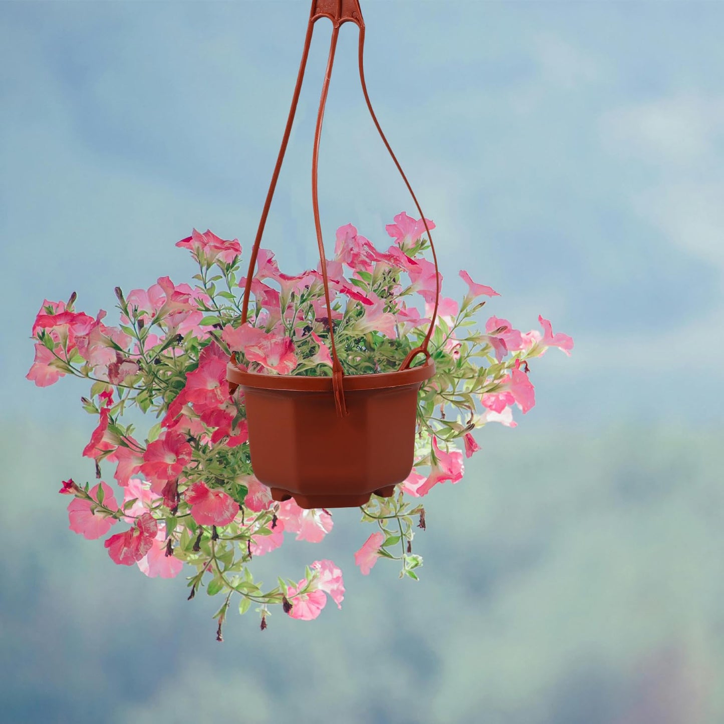 DOITOOL 10 Sets Chlorophytum Pot Hanging Planters Hanging Nursery Basket Pot Orchid Flowerpot Air Plants Holder Empty Baskets for Plants Plastic Window Cactus