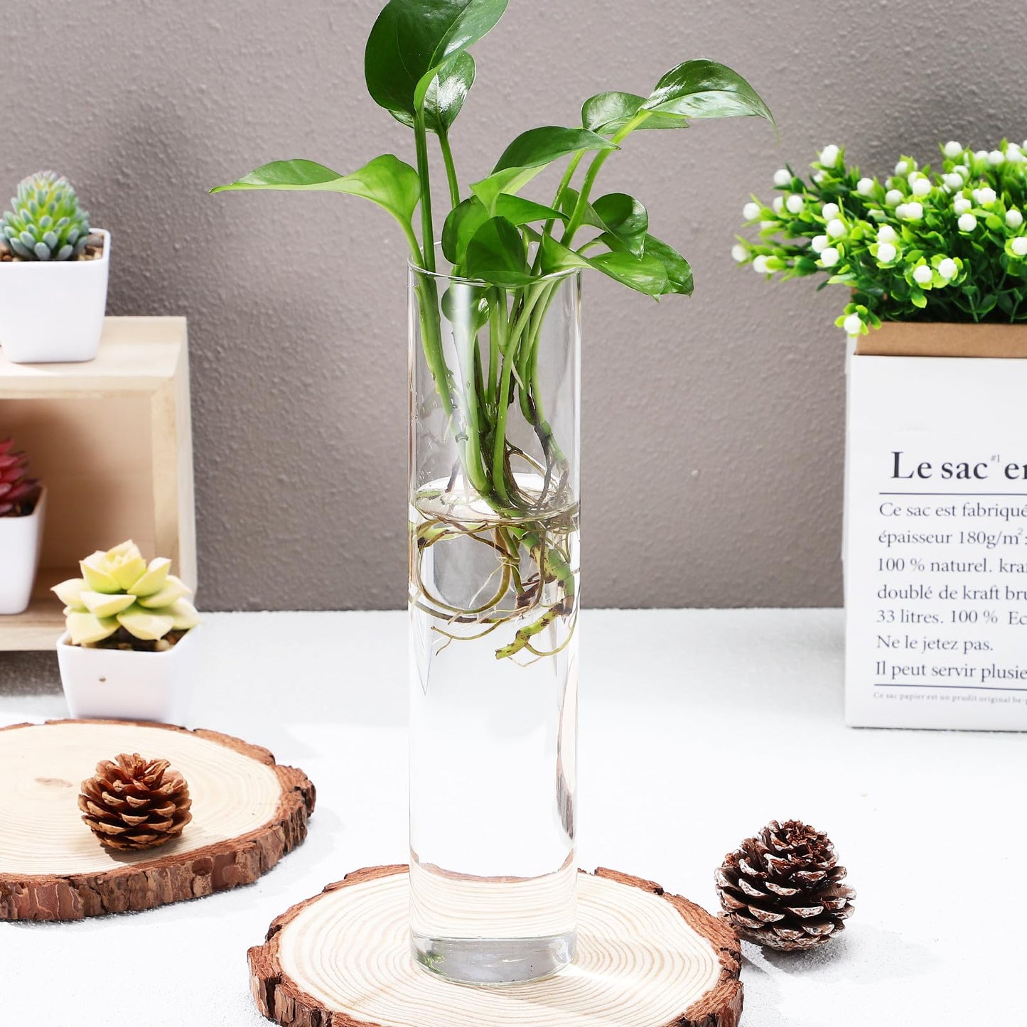 VINTORKY Wall Hanging Glass Cylinder Vases for Indoor Plants, 2pcs Hydroponic Terrarium Plant Holders, Glass Propagation Station for Home Décor