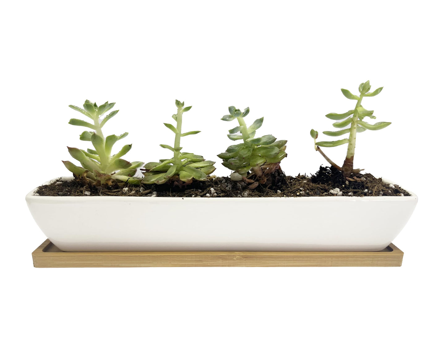 WISH HALLY WOOD 11inch Long Rectangle White Ceramic Succulent Planter Pots/Mini Flower Plant Containers with Bamboo Saucers. Product Size:11x2.23x1.69inch,not Include The Plant. (Long Rectangle)