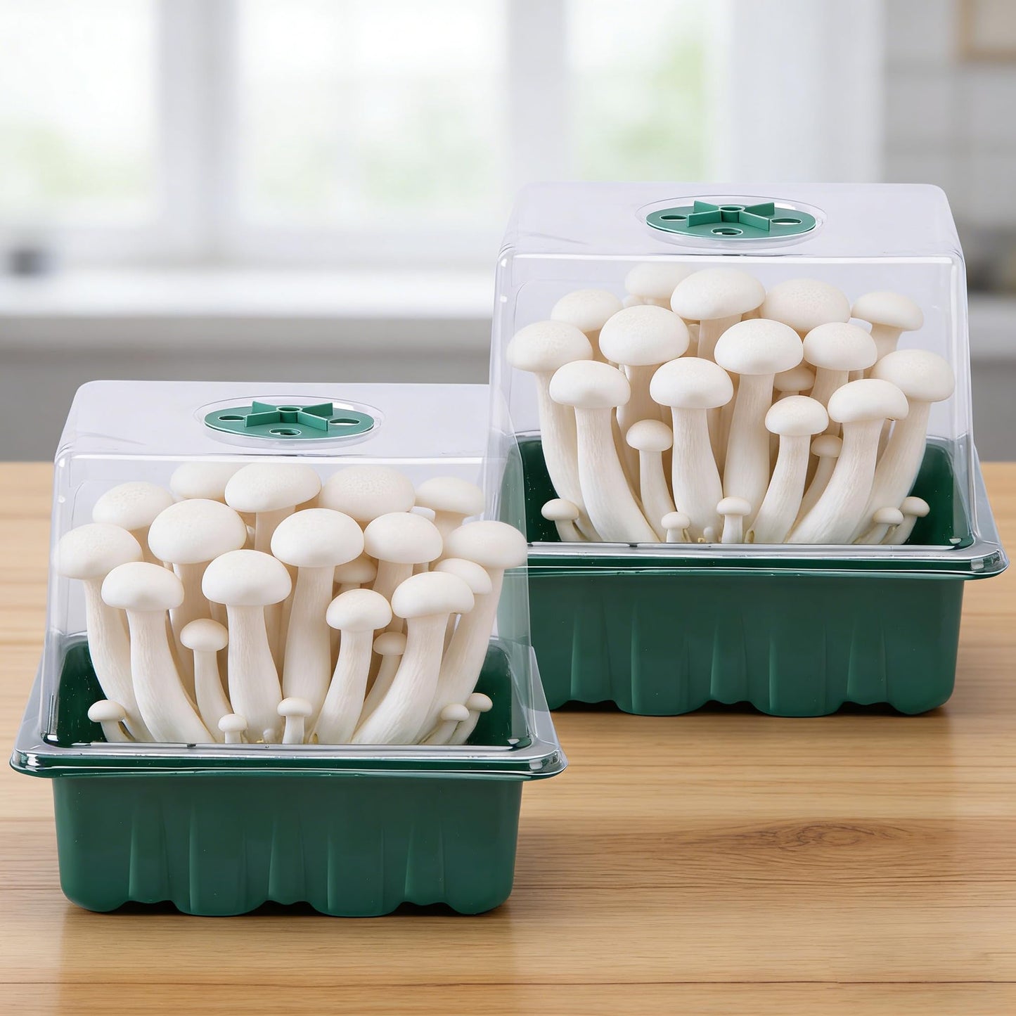 DECOHS 2 Pack Monotub Mushroom Grow Kit, 6.5" x 5" x 6.5" Small Mushroom Fruiting Chamber Propagation Boxes, Monotub Mushroom Growing Box Mini Greenhouse with Spray Bottle for Horticulture Supplies