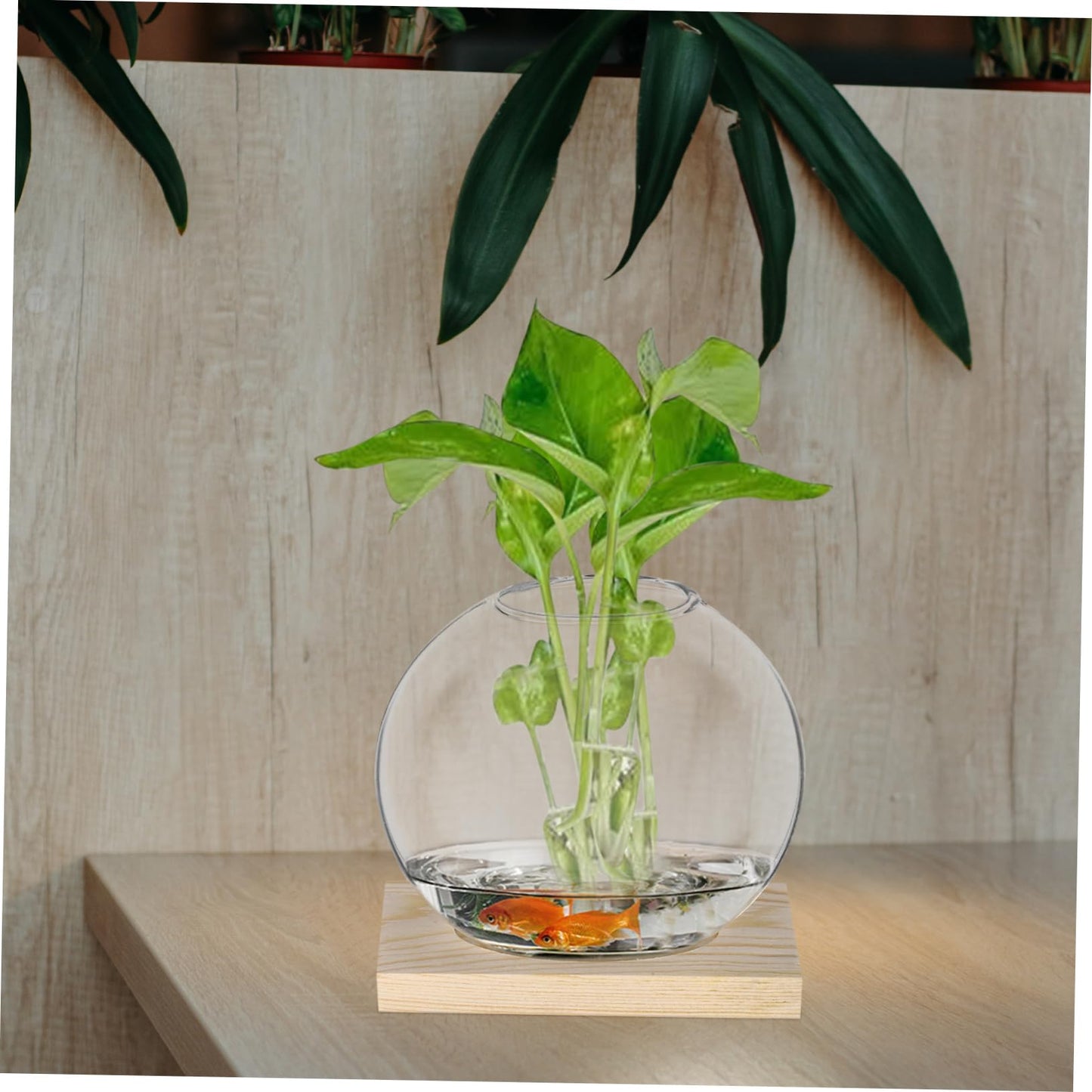 MERRYHAPY 2sets Glass Base for Plant Propagation Stylish Terrarium for Decor for Hydroponic Plants and Floral Displays