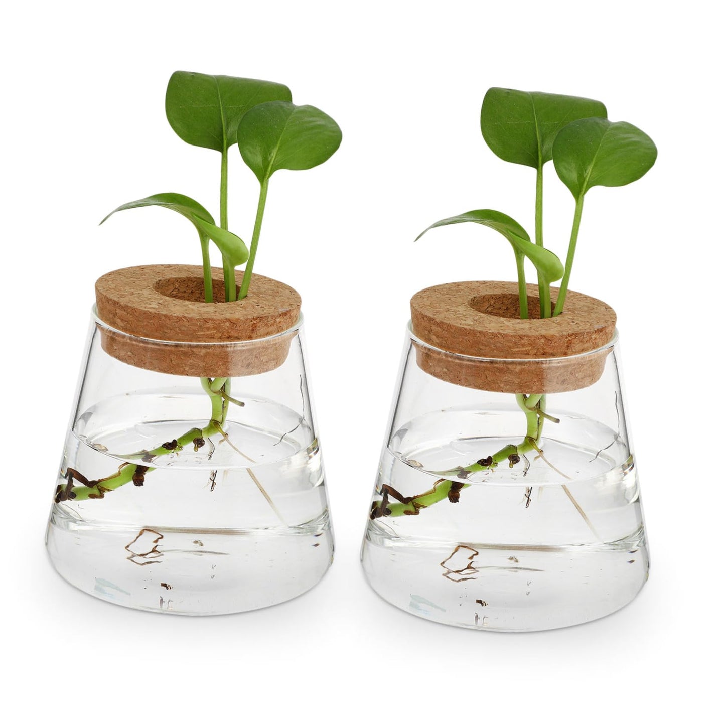 UTHCLO 2Pcs Clear Glass Desktop Vases for Hydroponics Plants Smooth Terrarium Planter Jars for Office Home Garden Decoration
