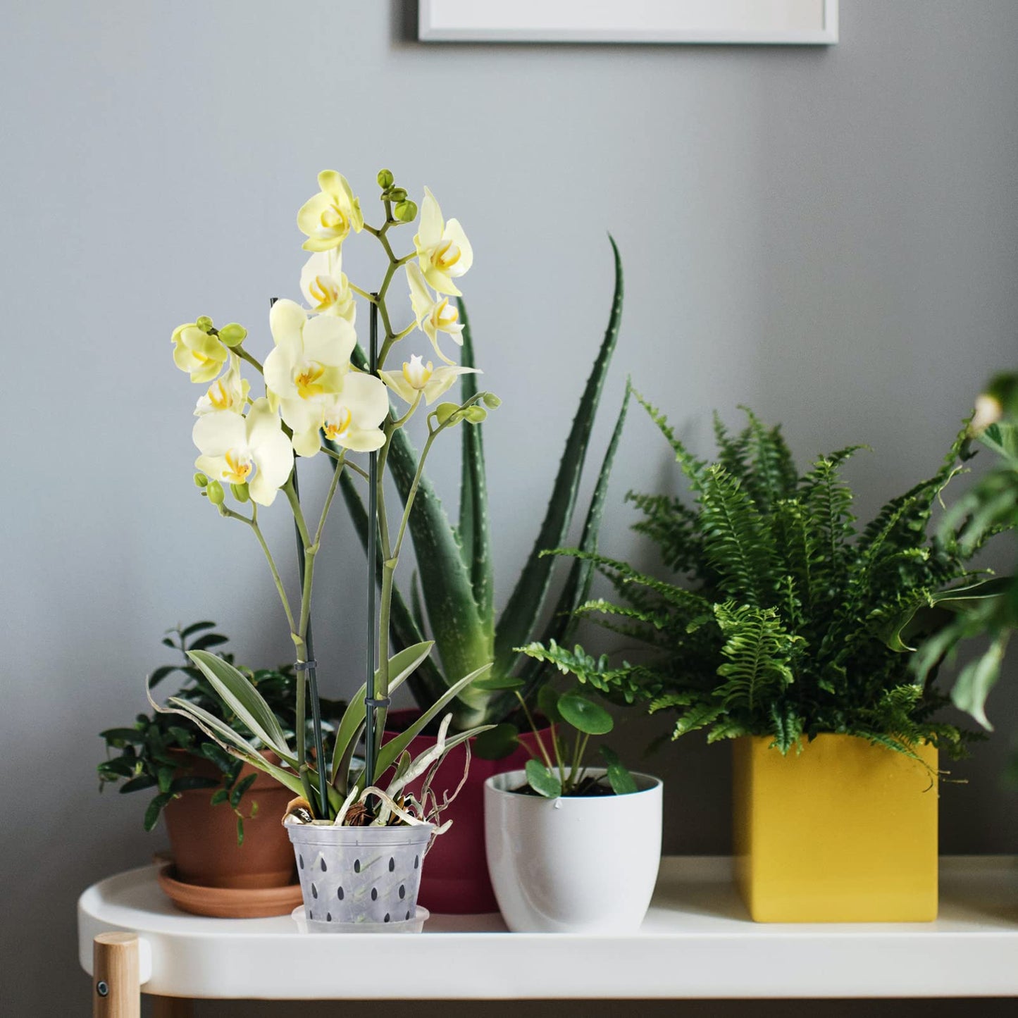 GANAZONO Plant Pots Indoor Orchid Pot Orchid 5 Sets s with Holes and Saucers, Clear Plastic Plant Indoor 6 Inch 6 Inch