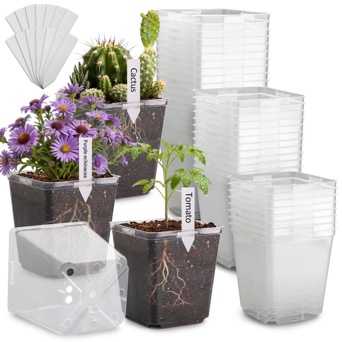 RooTrimmer 5.5 Inch Clear Square Nursery Pots with Drainage & Labels, 30Pcs Reusable Seed Starter Pots for Vegetables, Indoor Outdoor Gardening, Thick Transparent Plastic Plant Pots for Seed Starting