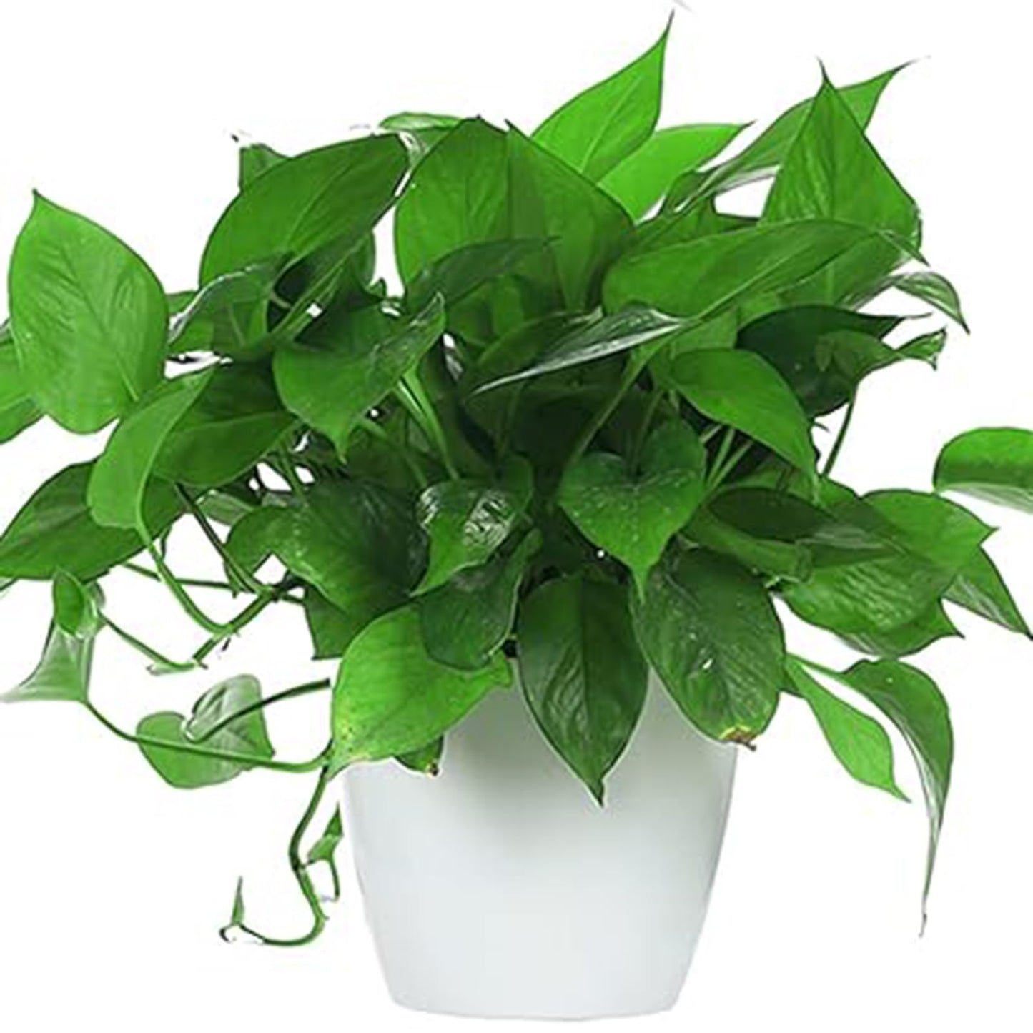 ZEONHAK 5 Inches Self Watering Planter, 10 Pack Plastic Self Watering Pots with 10 Wick Ropes, Wicking Flower Pots for Violets, Ocean Spider Plant, Orchid, Plants, Flowers, White
