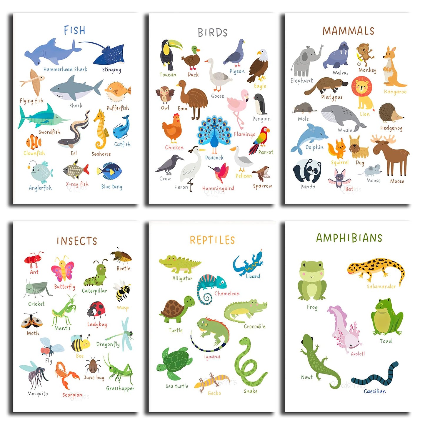 6 Pieces Laminated Educational Preschool Posters for Toddlers,Educational Wall Charts,School classroom Posters,Class decorations for Kindergarten- FISH,BIRDS，MAMMALS，INSECTS,REPTILES，AMPHIBIANS.(No