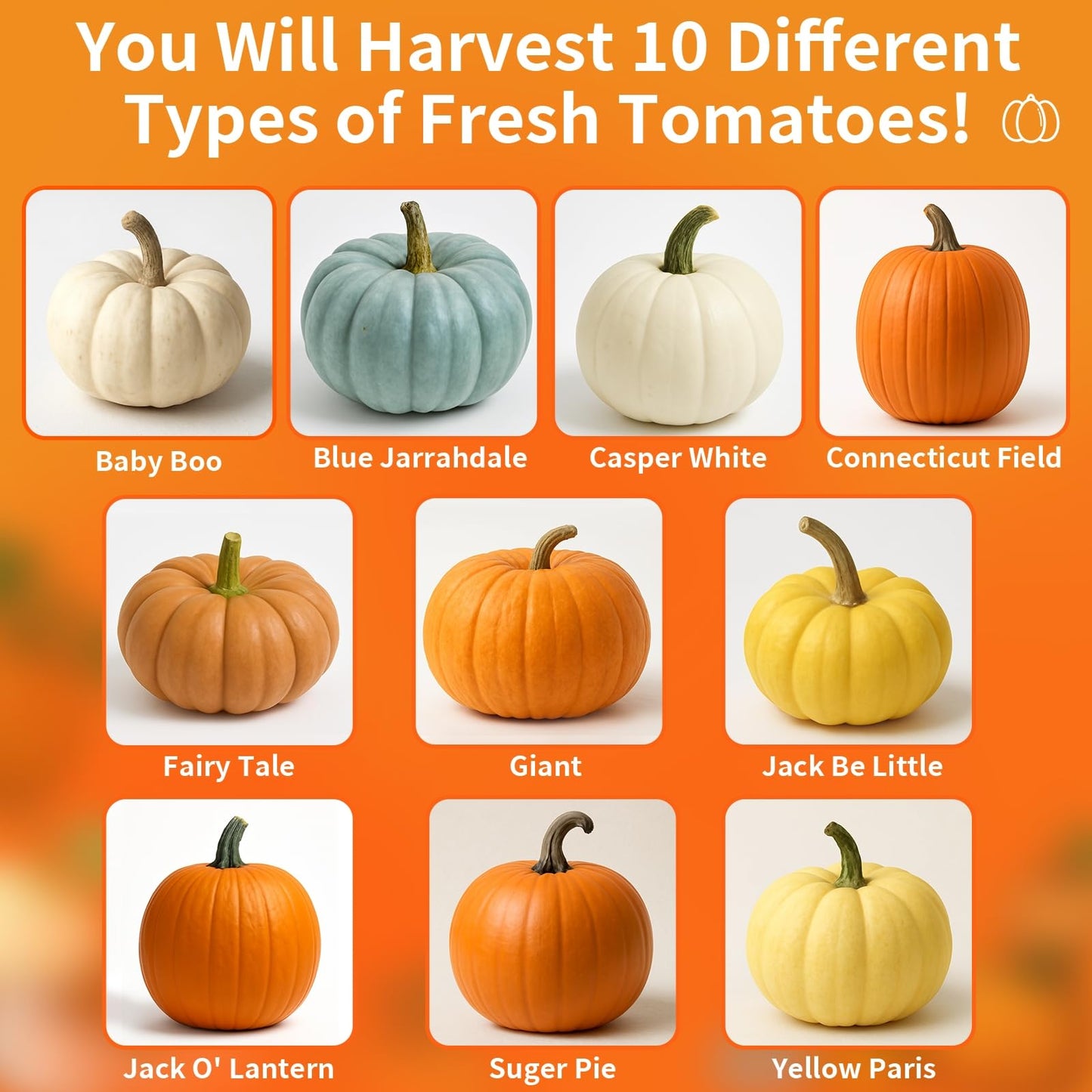 10 Variety Mix Pumpkin Seeds for Planting - 100 Heirloom Seeds, Baby Boo, Blue Jarrahdale, Jack Be Little, Jack O Lantern, Sugar Pie, Yellow Paris for Summer & Fall, Non GMO Pumpkin Seed