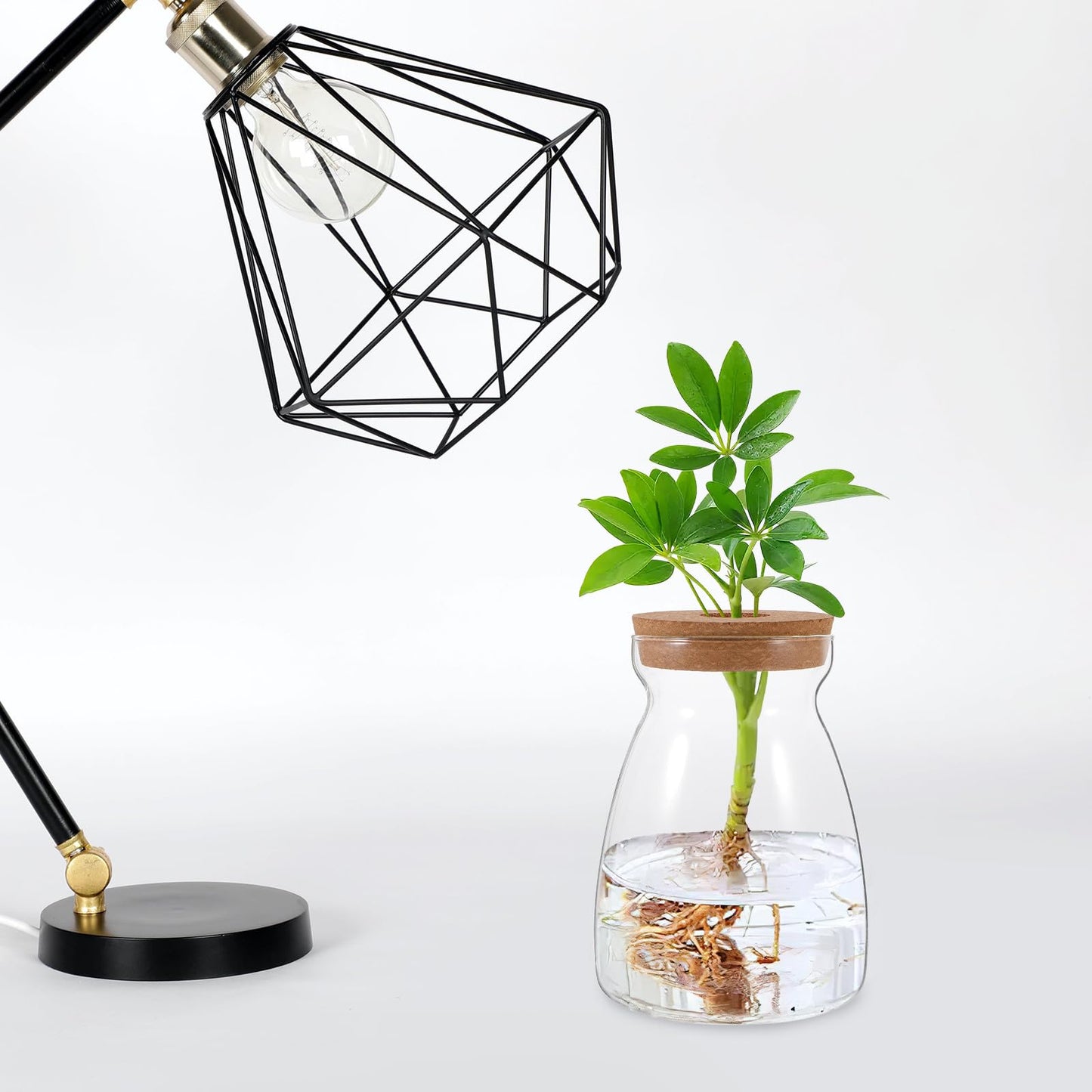 CONGARTENO Glass Flower Vase Hydroponic Succulent Planter Large Trapezoid Glass Vase with Wooden Stopper 3cm Hole for Indoor Plant Terrarium and Floral Arrangement
