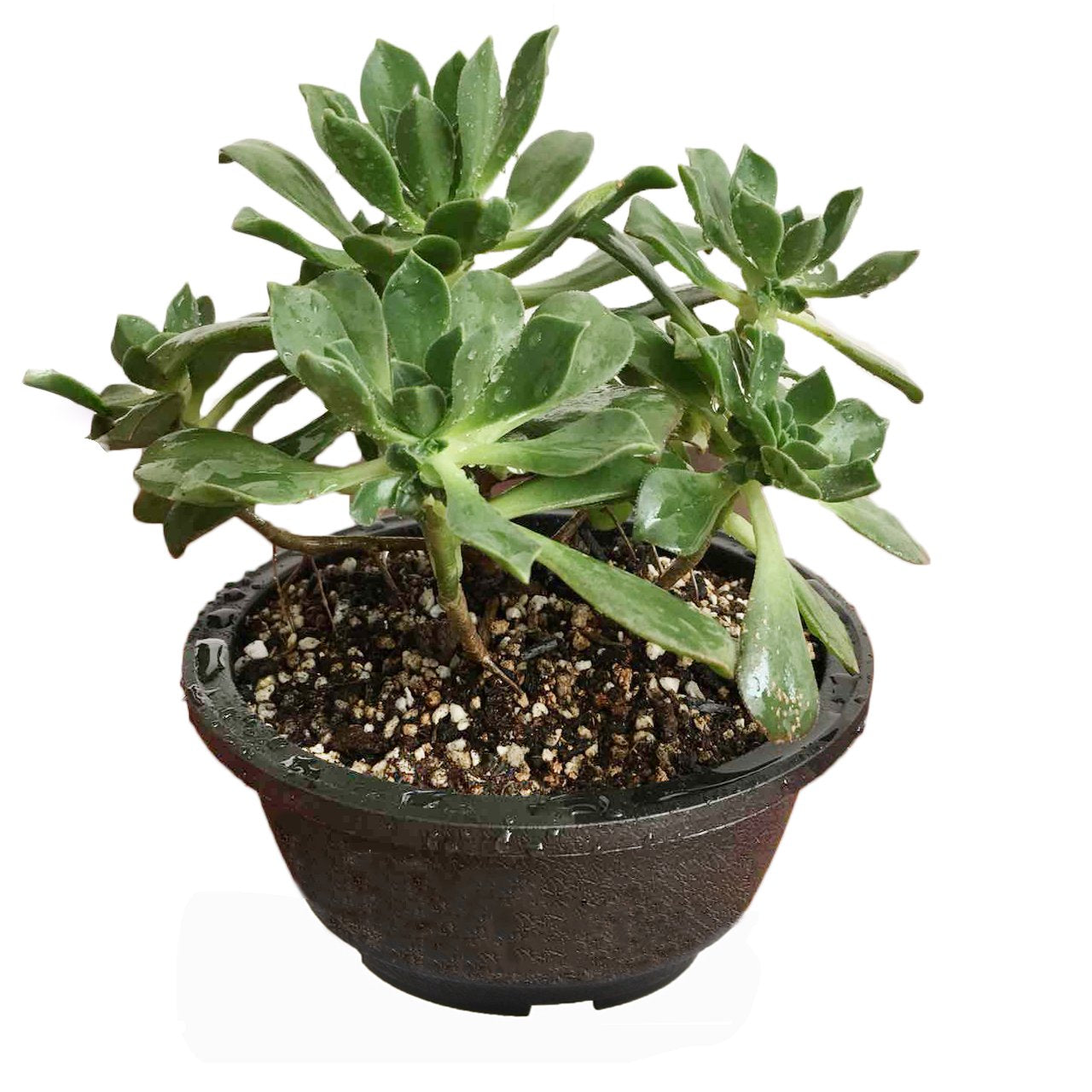 MUZHI 12PACK Matte Black Succulent Bonsai Round Planter Bowl Pot with Drainage, Plastic Cactus Flat Garden Plant Bowl Pots 6.3”