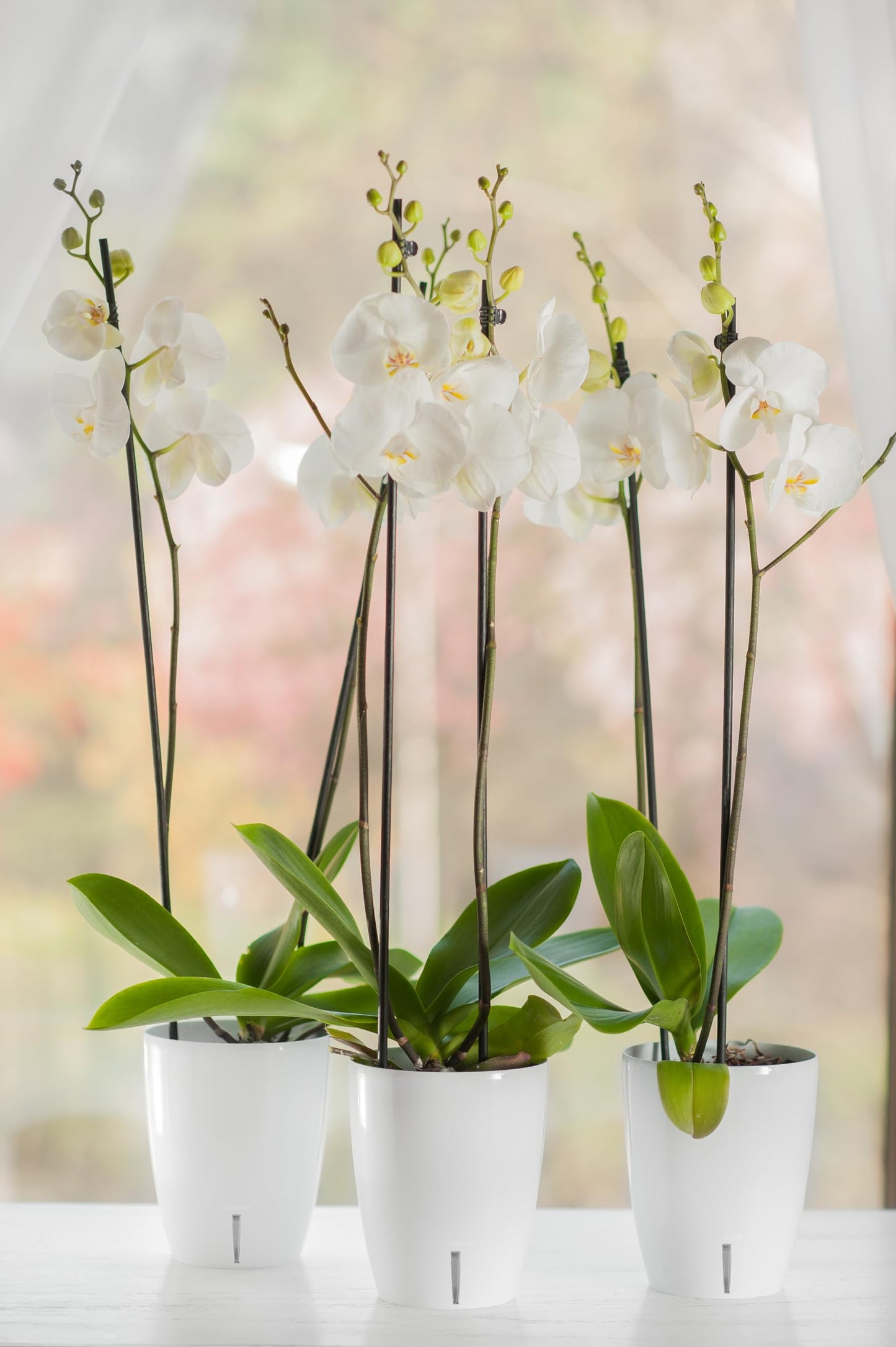 DECOPOTS - Self Watering Orchids Pots Set of 3 - Wicking Planter for Flowers - Water Level Indicator (5.9" Diameter, White)