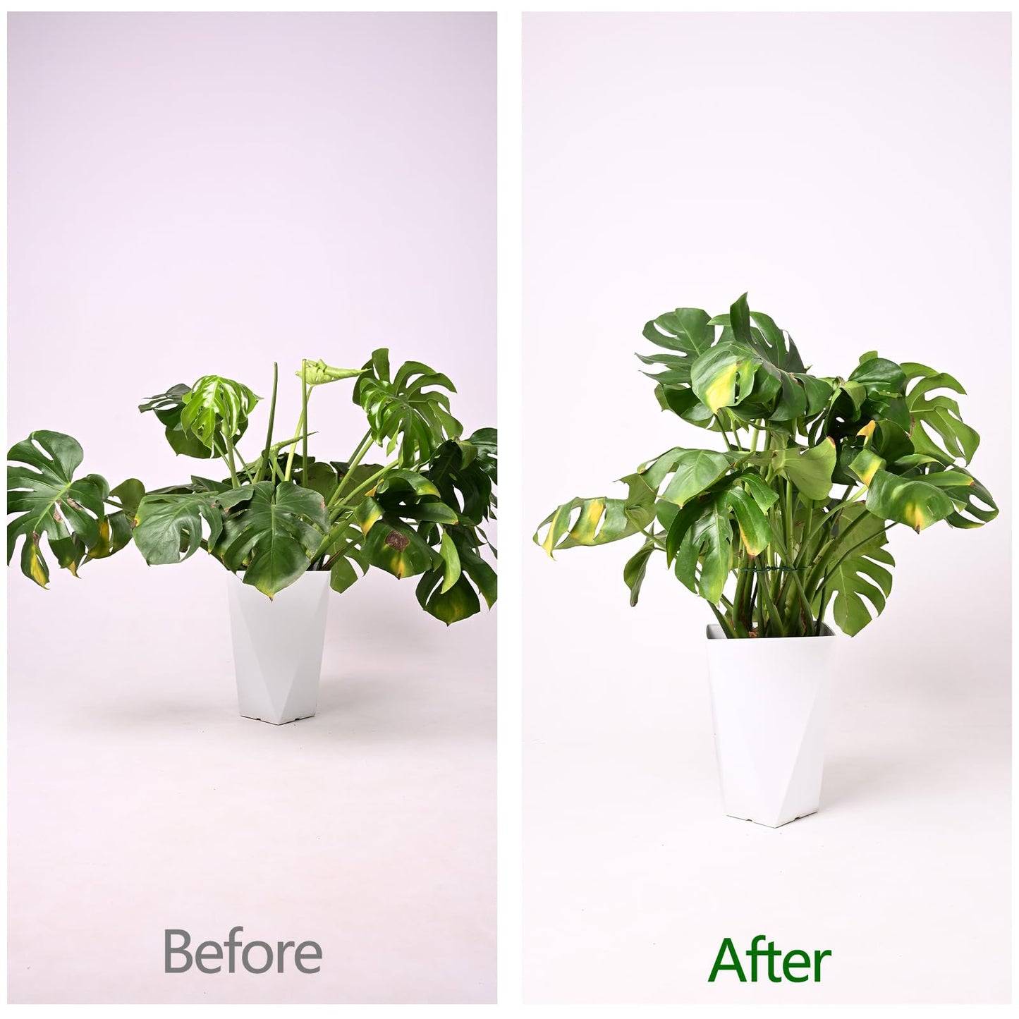 Yohsnor Monstera Plant Stem Support - 5 Pack 6.5"x6.5" Green Metal Stem Stabilizers, Adjustable Ring Clamps for Indoor Plants, Fishbone Cactus, Turtle Shell Bamboo & Climbing Vines