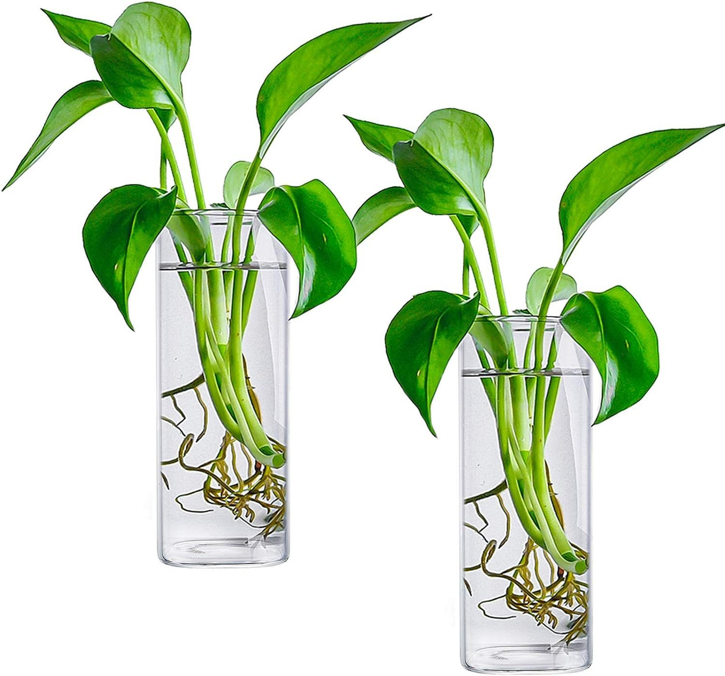 Fasmov 6 Pack Wall Hanging Glass Planters, Terrarium Holders for Air Plants, Succulents, Flowers - Square, Clear Vase Containers for Plant Display and Decoration