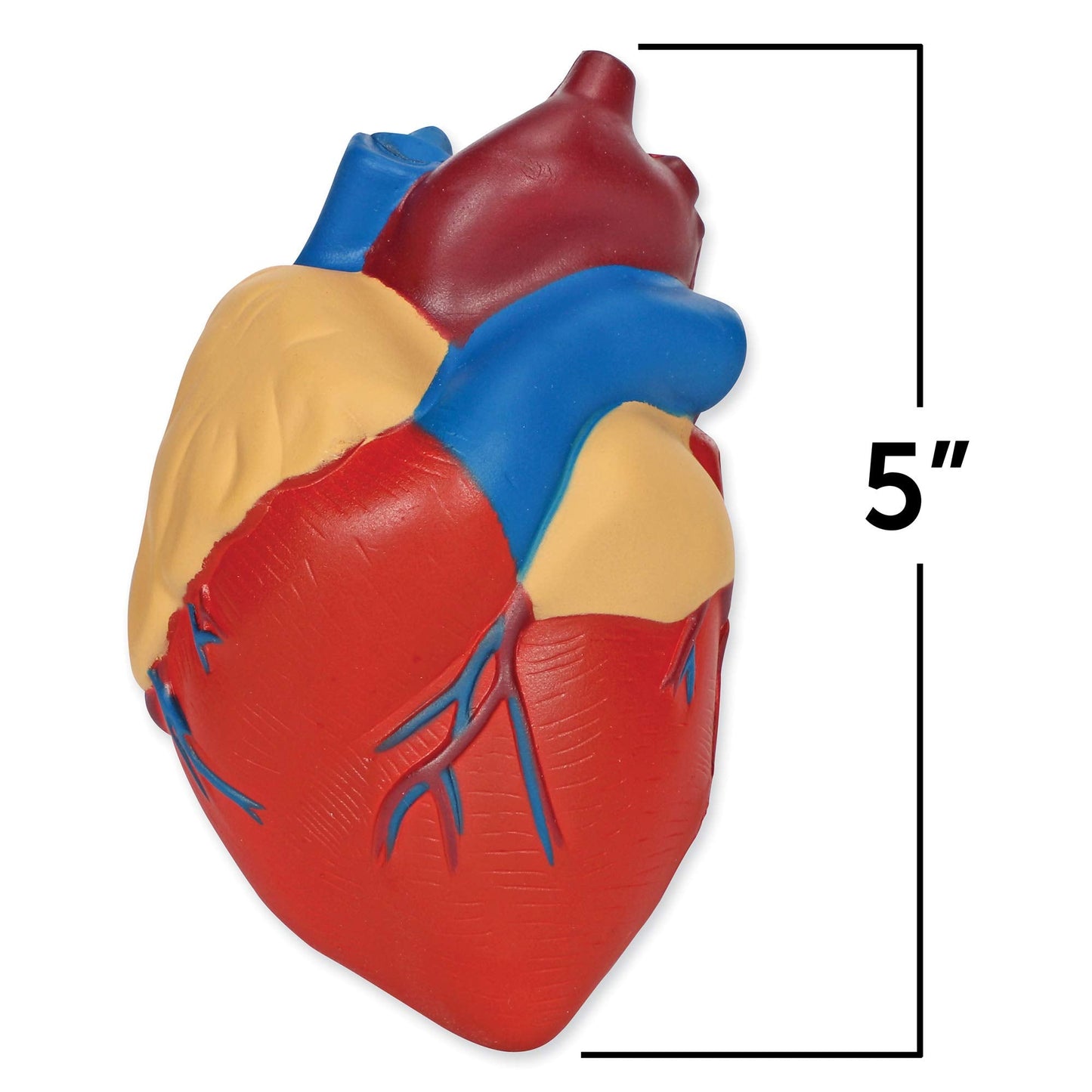 Learning Resources Cross-Section Human Heart Model - Practice Anatomy, Cardiology Artery and Veins Study Tools, Classroom Must Haves, STEM Student Essentials, Back to School Supplies for Teachers