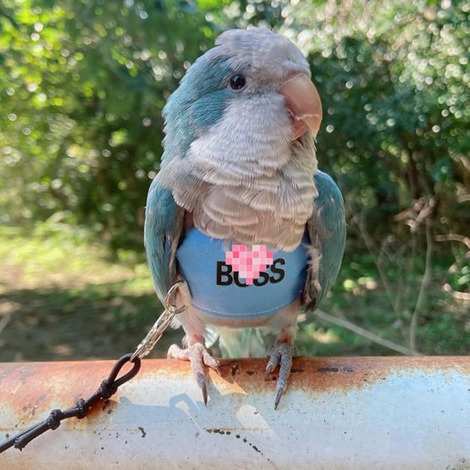 Bird Flight Harness Vest, Parrot Flight Suit with Leash, Bird Flying Clothes with Rope and Handle for Outdoor Activities (L)