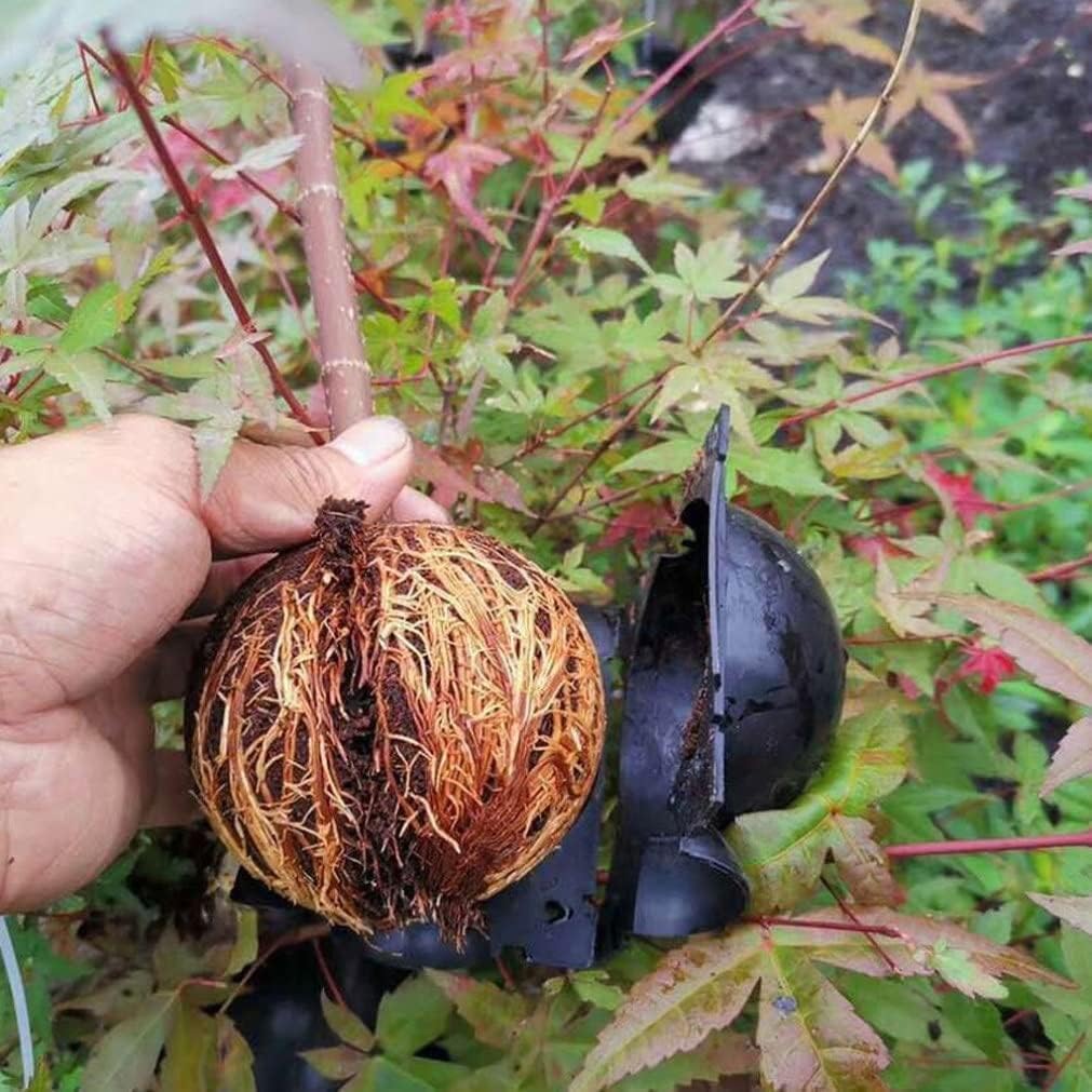 Weicoca 5Pcs Black Plant Rooting Device -Air Layering Pods - High-Pressure Propagation Ball Rooter Box for Garden -Reusable Plant Rooting Device Plant Rooting Grow Box