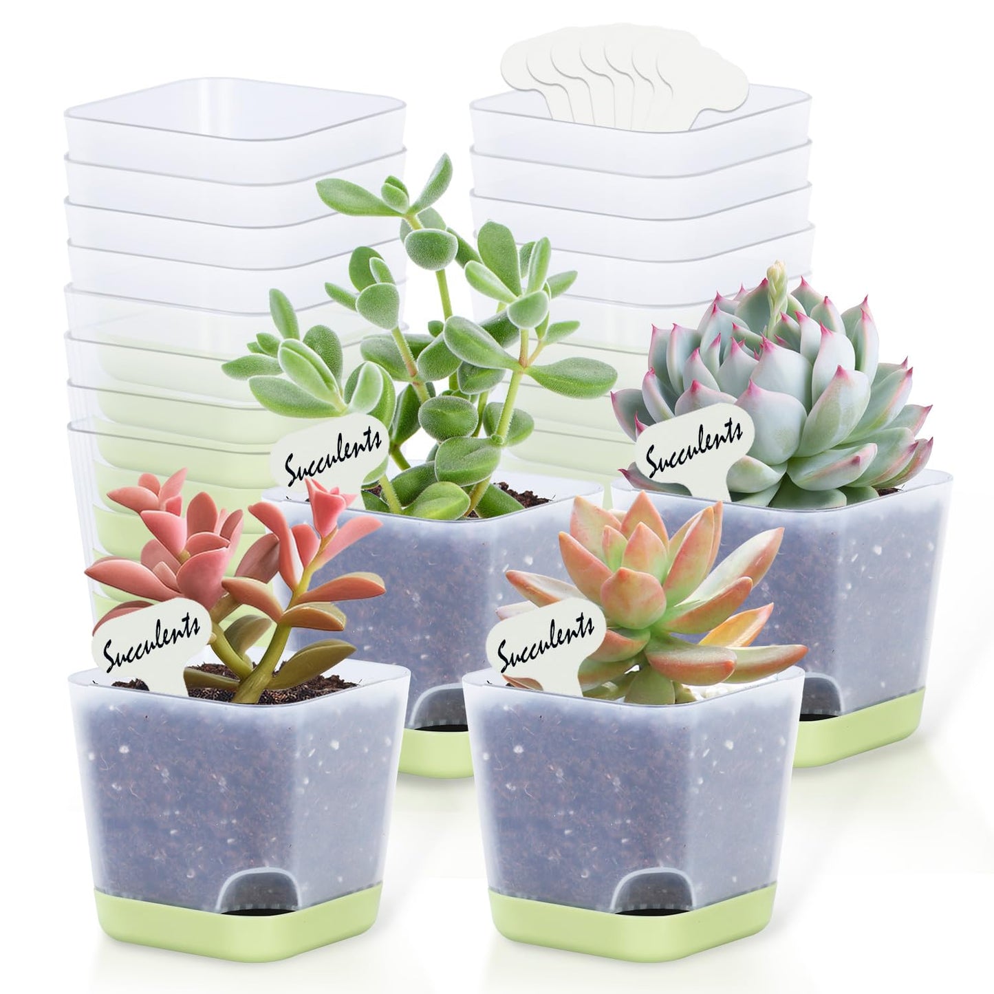 Oliz 20 Pack 3 Inch Plastic Succulent Pots with Drainage Holes & Saucers, Square Nursery Planters for Indoor Outdoor Plants, Half Clear Flower Pots