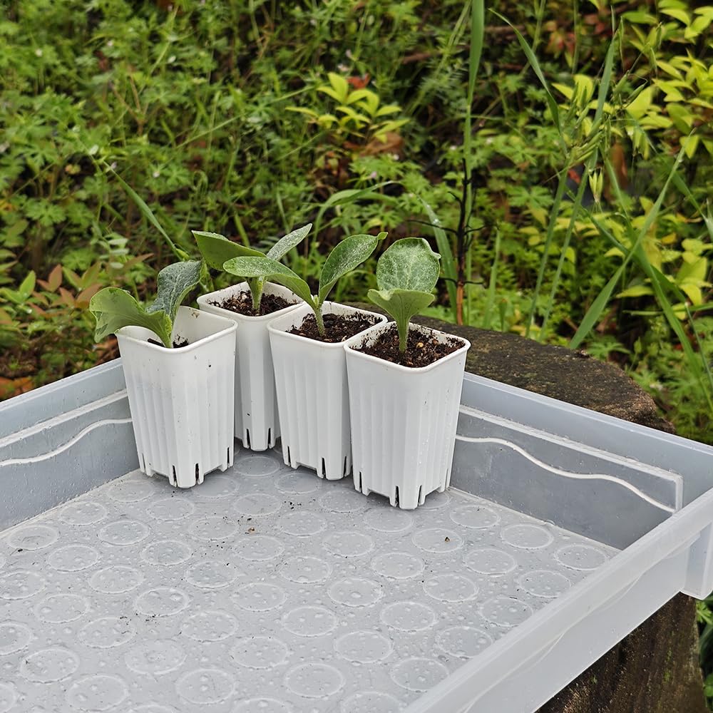 BangQiao 180 Pack 1.95 Inch Tiny White Plastic Square Nursery and Seedling Pot, Mini Deep Transplant Seed Starter Planter with Drain Hole for Germination, Herb, Succulent