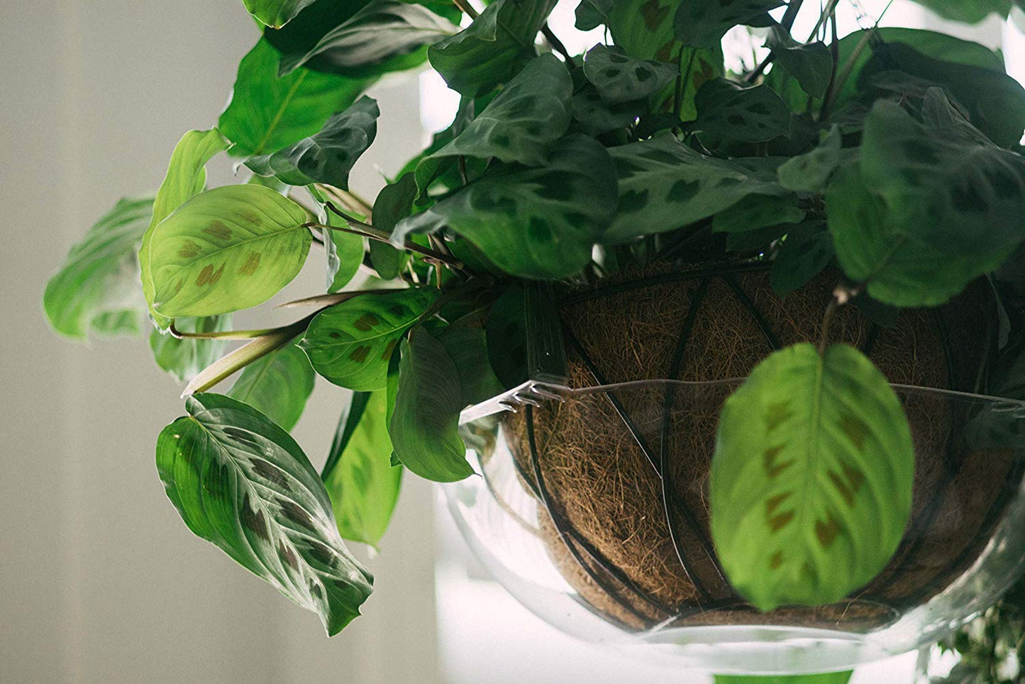 Curtis Wagner Plastics Wire Coco Hanging Basket Drip Pans (5-Pack) | Clear, Round (Top 12” - 14", Depth 3.75") Hanging Plant Tray Saucer with Built-in Hooks & Water Catcher for Indoor & Outdoor