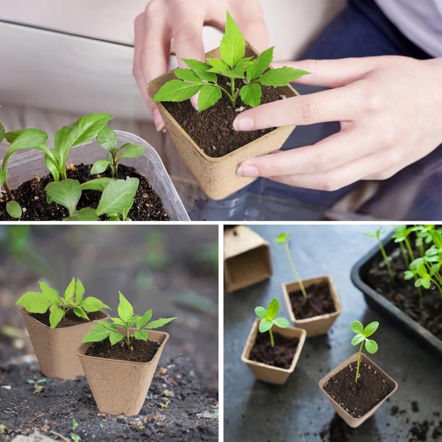 KOAMLY Square Peat Nursery Pots 150 Pcs 3in Biodegradable and Label, Used for Outdoor Gardens in Plant Nurseries
