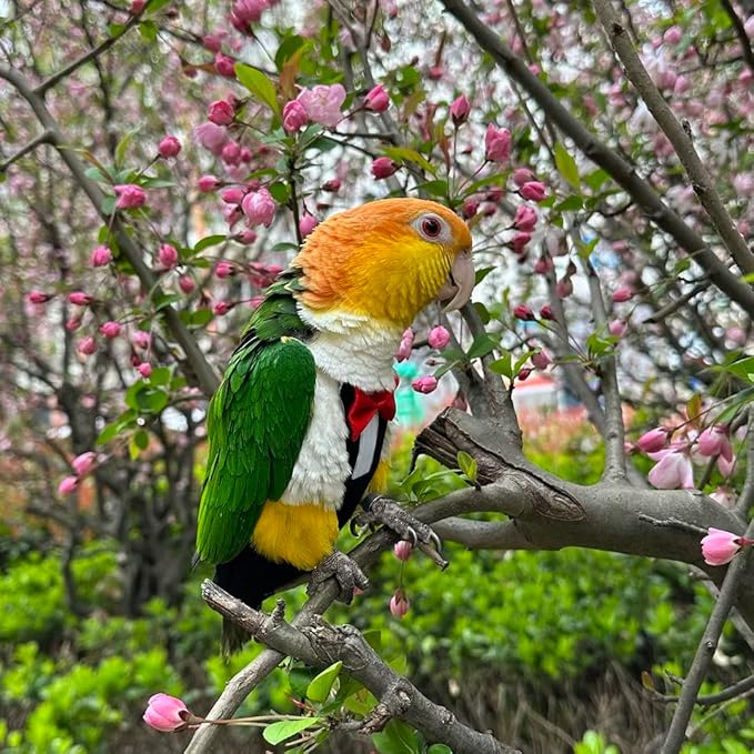 Bird Harness Leather Set Tuxedo Flight Suits with Nappy Diapers Waterproof Inner Layer Urine Wet for Parrot Cockatiel Conure Parakeet Macaw Budgie (S)
