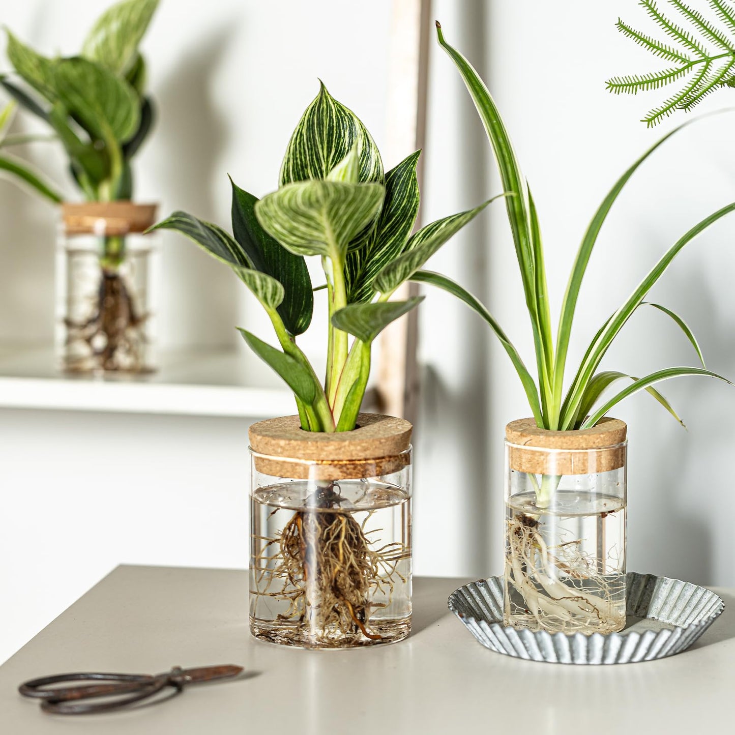 CHPINDAM Glass Propagation Stations for Plants -Desktop Flower Vases,Propagation Flower Vases Set – 2 Large & 2 Small for Plant Cuttings，for Living Room, Bedroom Decoration,Home,Office Decor (8)