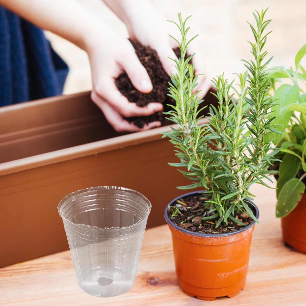 KALLORY 50Pcs Clear Plastic Nursery Pots with Drainage 3.14 Inch Transparent Seedling Cups for Succulents Orchids and Small Plants Indoor Outdoor Garden Use
