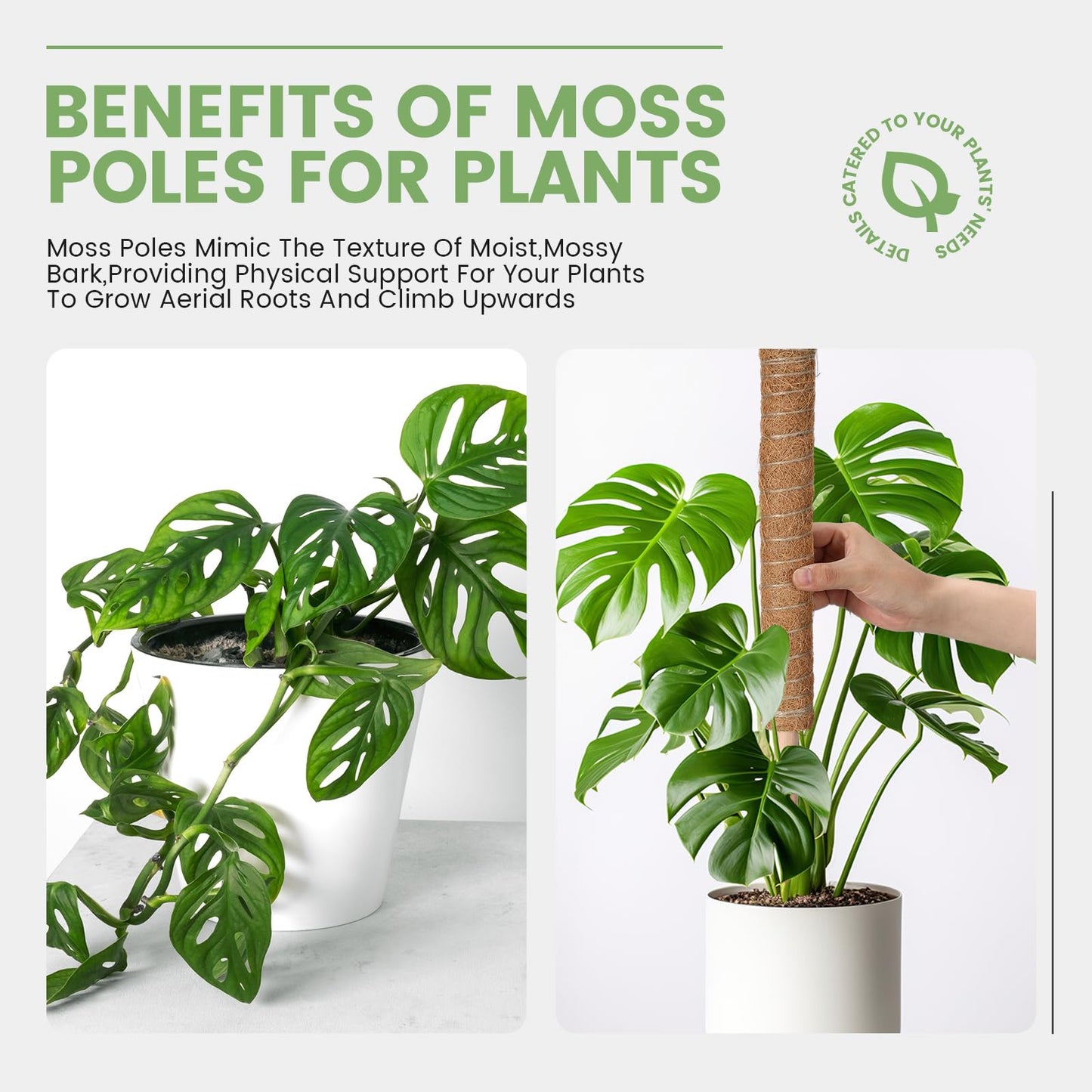 Yinder 50 Pcs Moss Pole for Plants Monstera Plant Support 16.5 Inch Coir Poles Bendable Monstera Plant Support with 10 Pcs 6.56 Feet Jute Rope and 2 Pcs 6.56 ft Garden Tape for Climbing Plants Growth