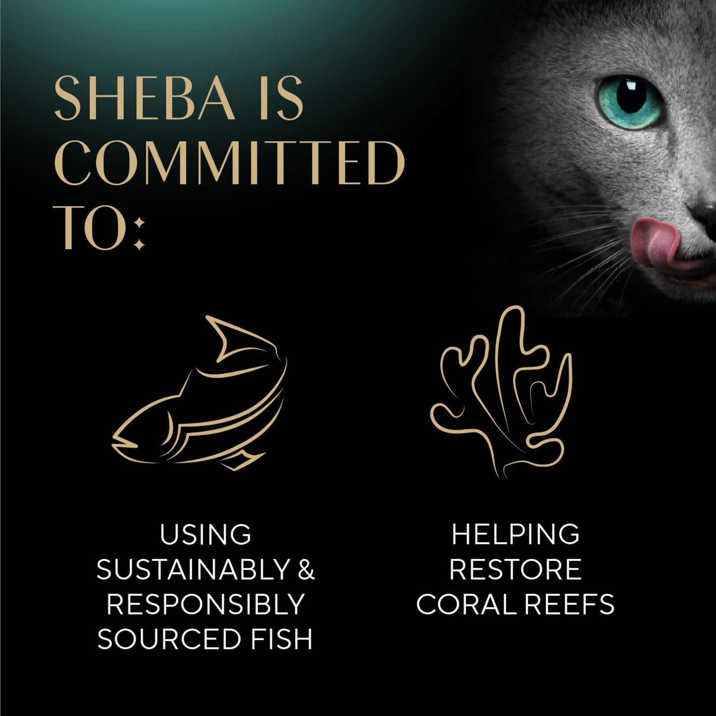 Sheba Perfect Portions Wet Cat Food Pate Tender Beef Entree, 2.6 oz. Twin-Pack Trays (24 Count, 48 Servings)