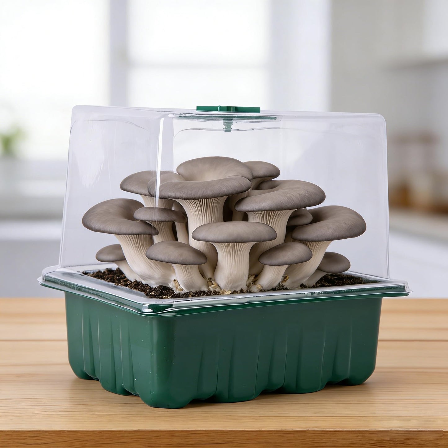 DECOHS 4 Pack Monotub Mushroom Grow Kit, 6.5" x 5" x 6.5" Small Mushroom Fruiting Chamber Propagation Boxes, Monotub Mushroom Growing Box Mini Greenhouse with Spray Bottle for Horticulture Supplies